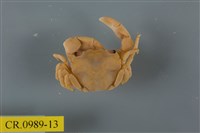 藏品(平背蜞)的圖片